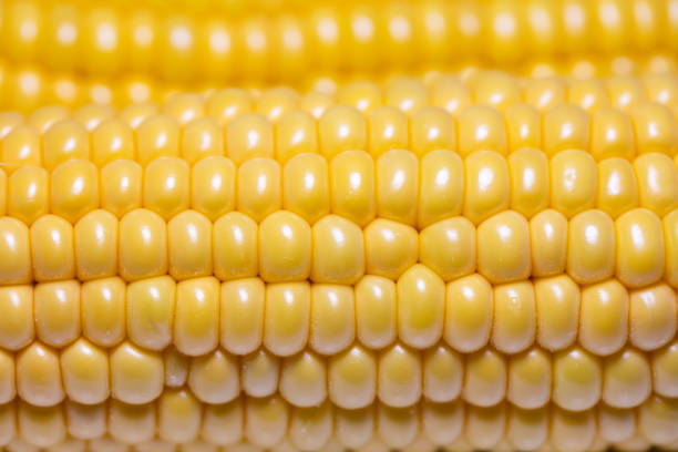 Closeup of corn cob, corn textured background for design purpose