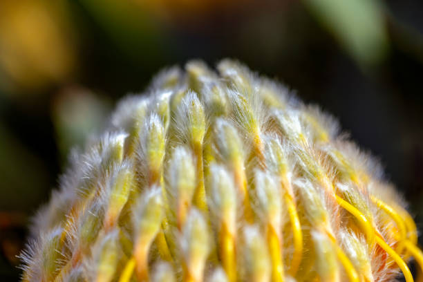 Closeup beautiful yellow King Protea flower, background with copy space, full frame horizontal composition