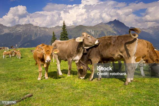 Photo libre de droit de Alpes Européennes banque d'images et plus d'images libres de droit de Alpes européennes - Alpes européennes, Autriche, Bovin domestique