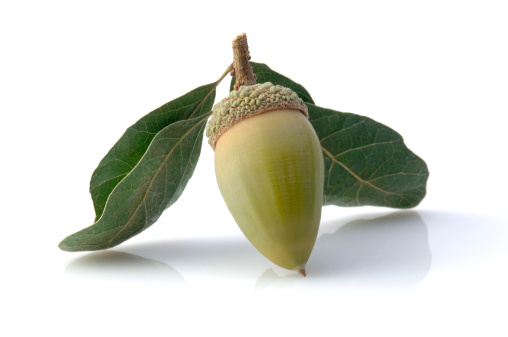 Green Acorn with Leaves on White.