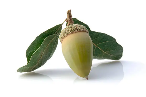 Green Acorn with Leaves on White.