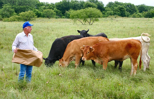 Oklahoma farmer or rancher standing in green pasture/field, feeding his cattle with feed from bag/sack. Horizontal image would be good for agriculture use.