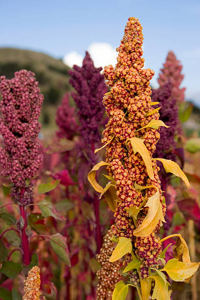 andean zerealien (quinoa - quinoa stock-fotos und bilder