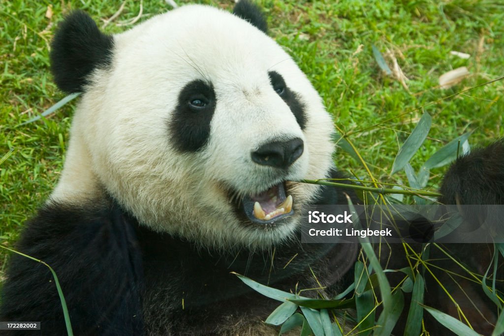 Panda gigante y bambú - Foto de stock de Aire libre libre de derechos