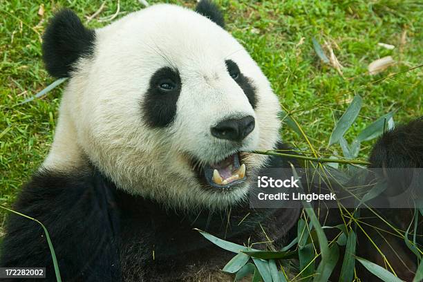 Panda Gigante Y Bambú Foto de stock y más banco de imágenes de Aire libre - Aire libre, Alimentar, Animal