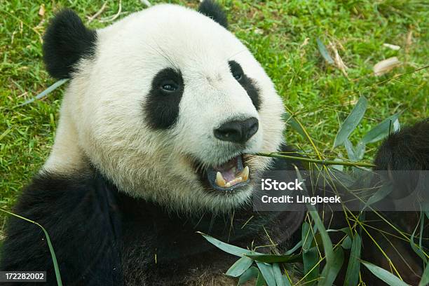 Giant Panda I Bambus - zdjęcia stockowe i więcej obrazów Bambus - Tworzywo - Bambus - Tworzywo, Bambus - Wiechlinowate, Bez ludzi