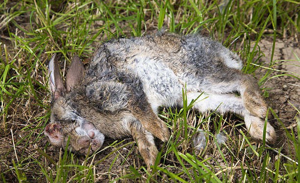 Myxomatosis young dead rabbit with myxomatosis sick bunny stock pictures, royalty-free photos & images