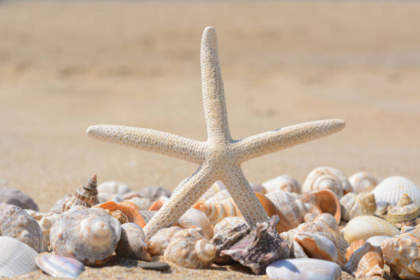 istock Beautiful starfish and sea shells on sand, closeup 1722820792