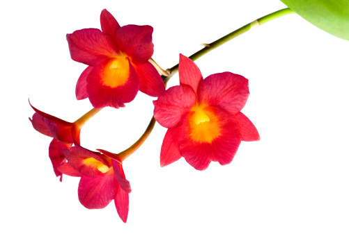 A cattletonia orchid (cattleya X miltonia hybrid) isolated on white background.SEE SIMILAR: