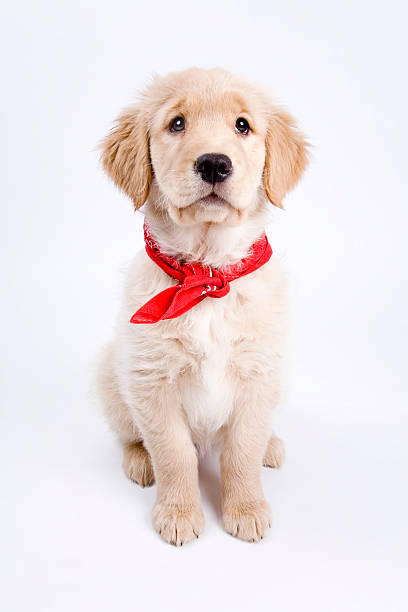 heartbreaker - golden retriever bandana dog handkerchief stock-fotos und bilder