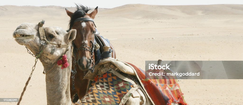 Desert vos amis - Photo de Asie de l'Ouest libre de droits