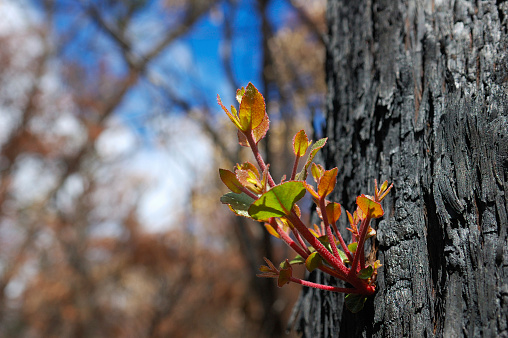New growth sprouting from the charred bark of a burnt tree following a brush fire or bush fire.  The fire was in the Grampian Mountains, Victoria, Australia.