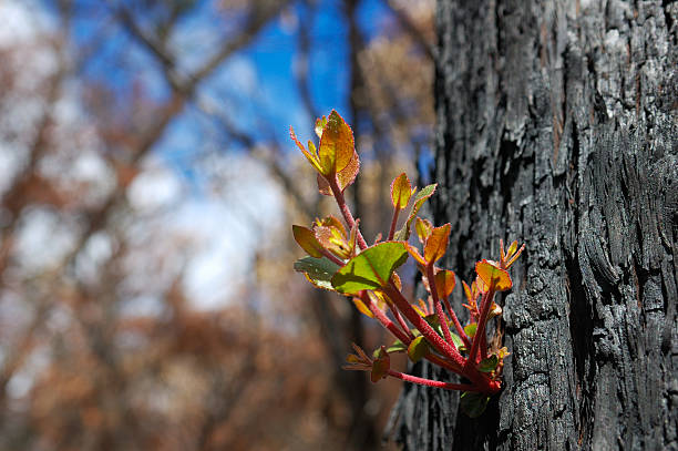 After the Fire New growth sprouting from the charred bark of a burnt tree following a brush fire or bush fire.  The fire was in the Grampian Mountains, Victoria, Australia. forest fire photos stock pictures, royalty-free photos & images