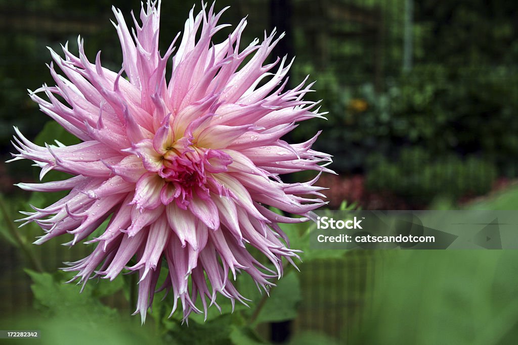 Brillante dahlia rosa decoro dopo estate pioggia - Foto stock royalty-free di Dalia