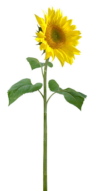 grande girasole - sunflower isolated single flower tall foto e immagini stock