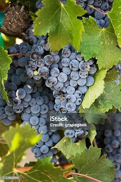 Cabernet Sauvignon Winogron - zdjęcia stockowe i więcej obrazów Bez ludzi - Bez ludzi, Dojrzały, Fotografika