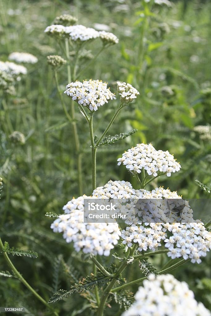 Millefoglie - Foto stock royalty-free di Millefoglie - Fiore delle zone temperate