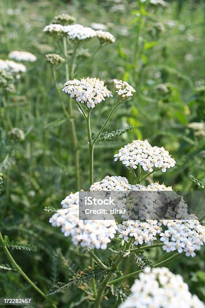 Millefoglie - Fotografie stock e altre immagini di Millefoglie - Fiore delle zone temperate - Millefoglie - Fiore delle zone temperate, Capolino, Composizione verticale