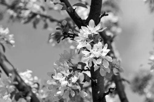 Crab apple blossoms on a branch in black & white.