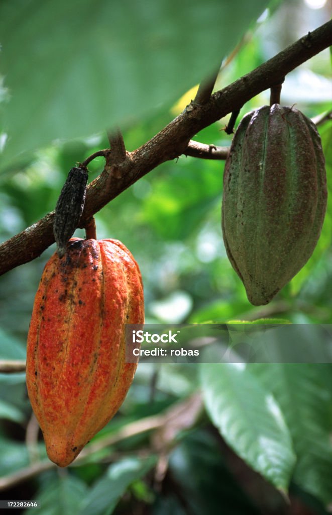 Cacao appeso su un ramo capsule - Foto stock royalty-free di Baccello - Stadio di crescita floreale