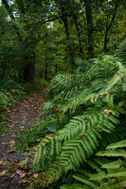 Ferns in the Wisconsin Woods, USA.