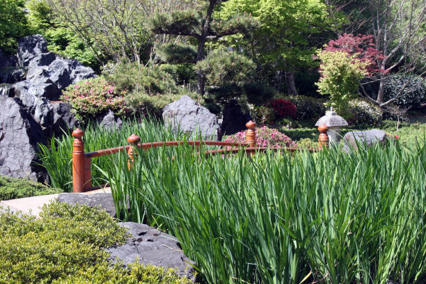 Nivaki (yew) tree in a Japanese garden at Molevry in the Loire-Atlantique department in France. Spring