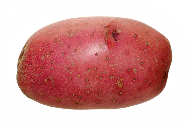 czerwony ziemniak - red potato raw potato isolated vegetable zdjęcia i obrazy z banku zdjęć