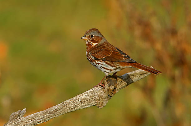 Fox Sparrow stock photo