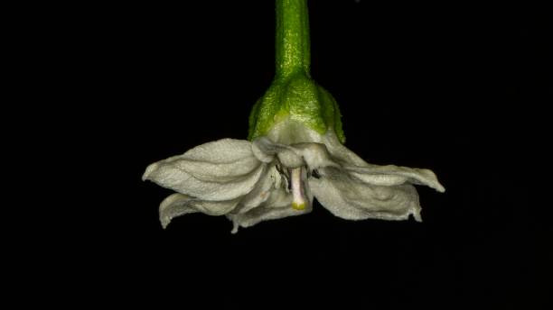 istock Homegrown Pepper Flower On Black Background. 1722828012