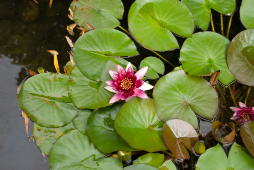 Water lily flower in shades of pink with green leaves in a pool of water.