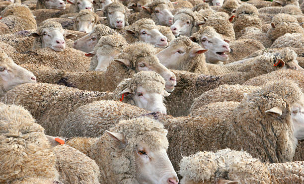 Ewes Everywhere stock photo