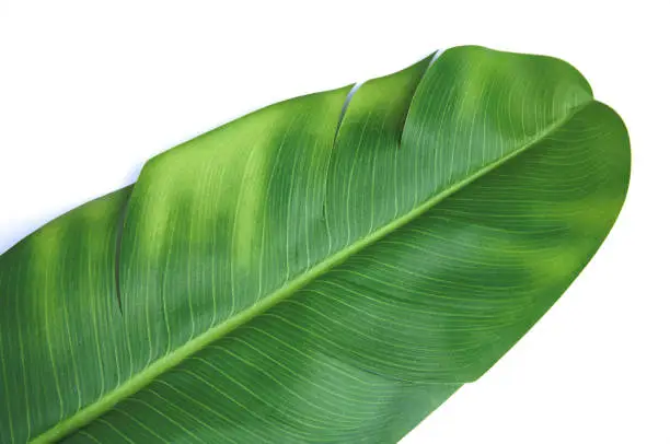 Photo of Object White Background Banna Leaf