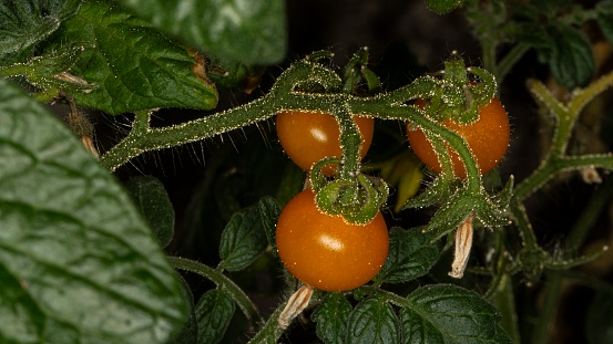 Three Small Yellow Tomatoes.
