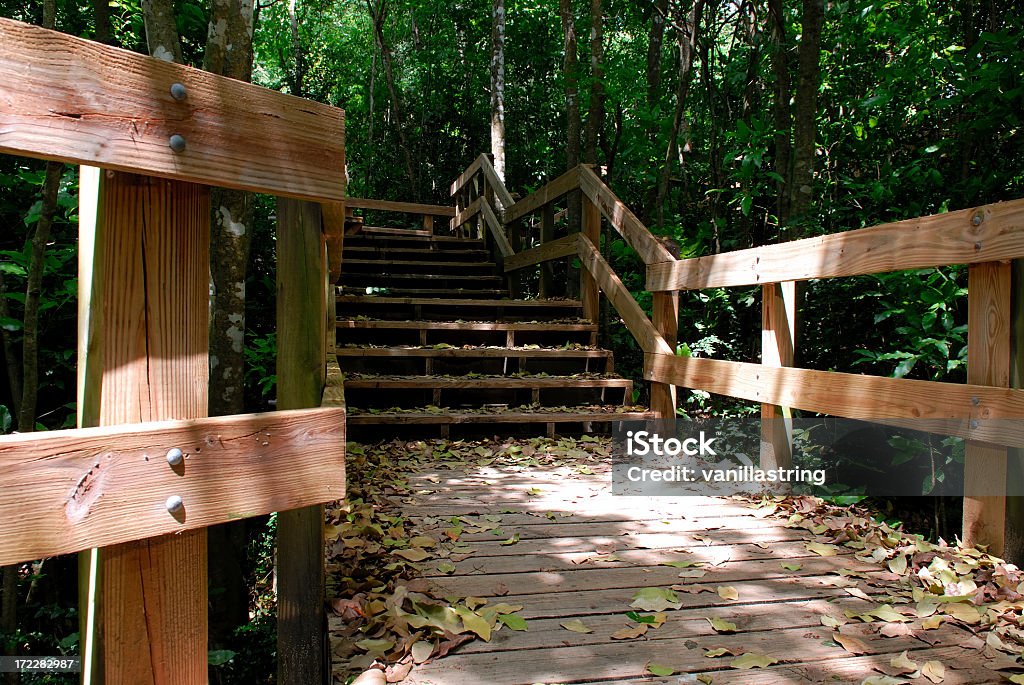 Forest stairs 3 Wooden stairs on a hiking trail in St. John, US Virgin Islands. Adventure Stock Photo