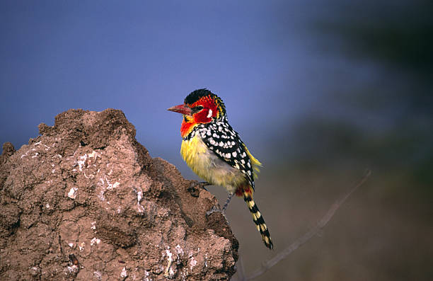 Red and Yellow Barbet Red and Yellow Barbet. KenyaMore images of same photographer in lightbox: red and yellow barbet barbet bird kenya stock pictures, royalty-free photos & images