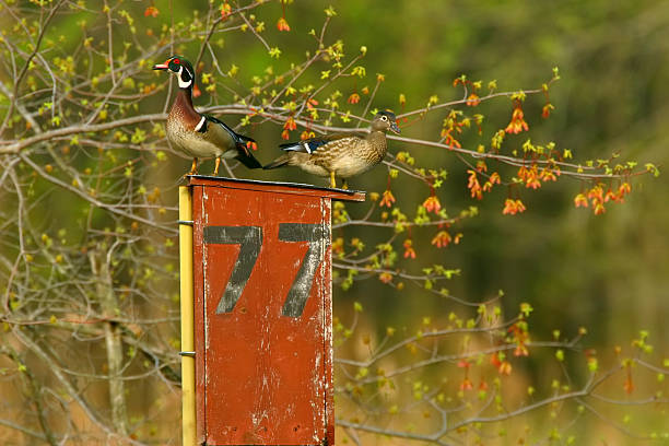 Wood Ducks on Nesting Box stock photo