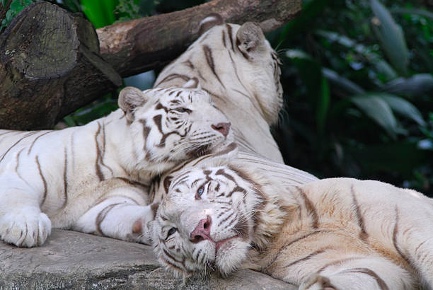Affectionate white tigers stock photo
