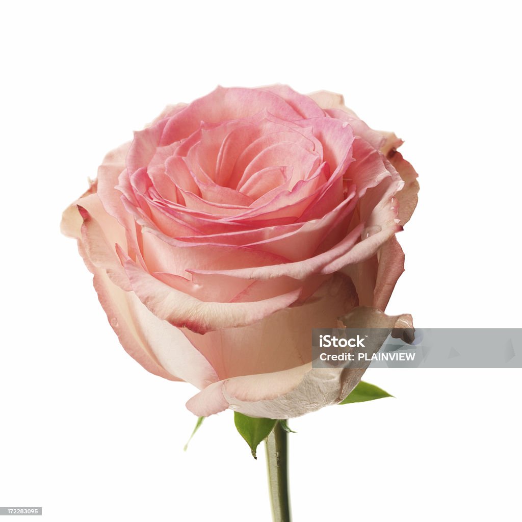 Einzelne Rosa rose - Lizenzfrei Begehren Stock-Foto