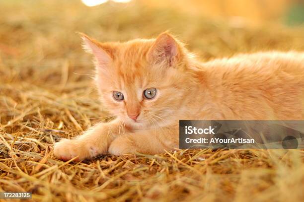 Photo libre de droit de Chaton Assis À Foin banque d'images et plus d'images libres de droit de Amitié - Amitié, Amour, Animaux de compagnie