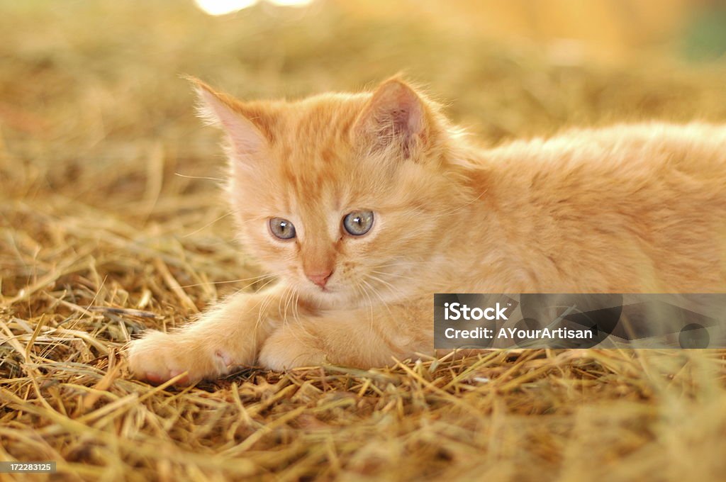 Filhote de gato sentado no hay - Foto de stock de Amizade royalty-free