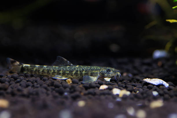 istock Stone loach (Barbatula barbatula) fresh water ray-finned fish 1722832363