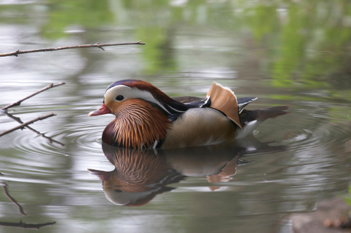 Male mandarin duck swimming on the lake