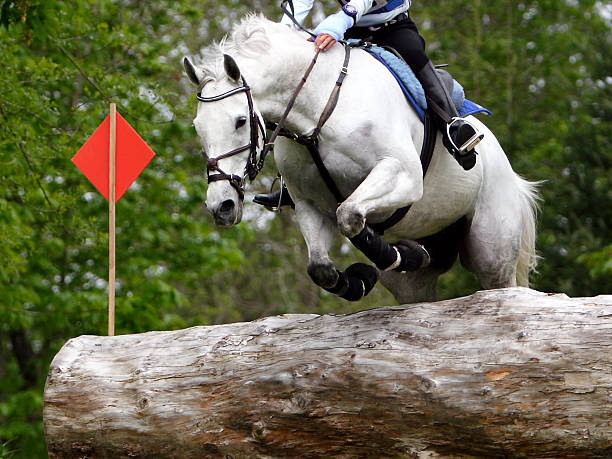 Equine Athlete 2 stock photo