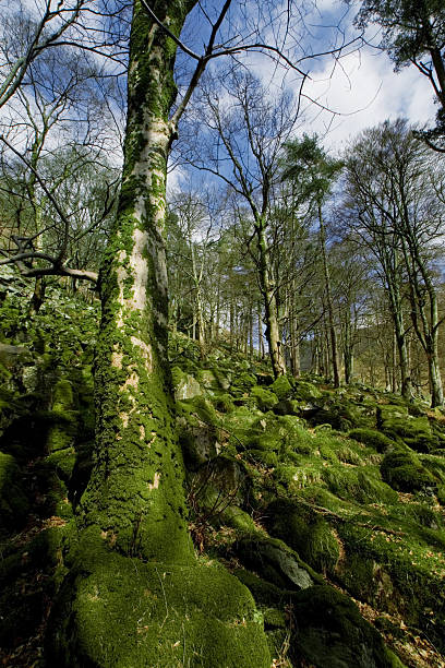 Green wood in wales stock photo