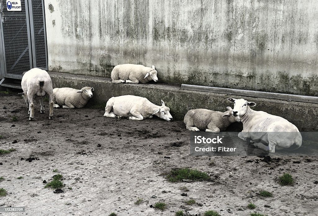 Seis de ovinos - Foto de stock de Animal royalty-free