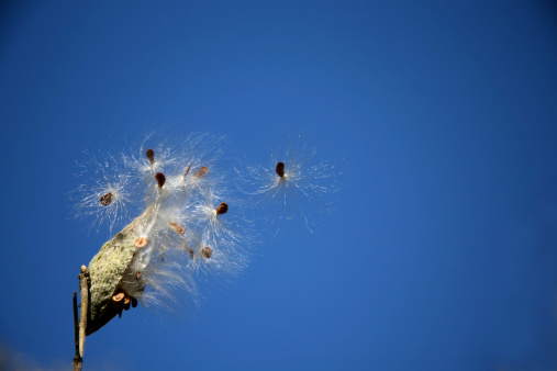seedling takes flight from a milkweed pod.