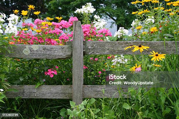 多年性植物園 - 柵のストックフォトや画像を多数ご用意 - 柵, 花, ルドベキア