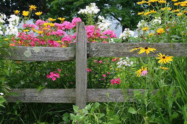 Perennial Garden stock photo