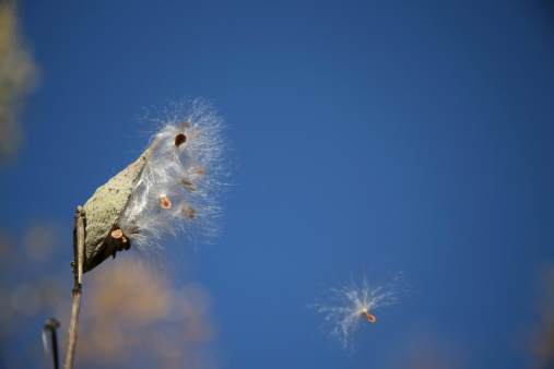 milkweed seed drifts in the wind