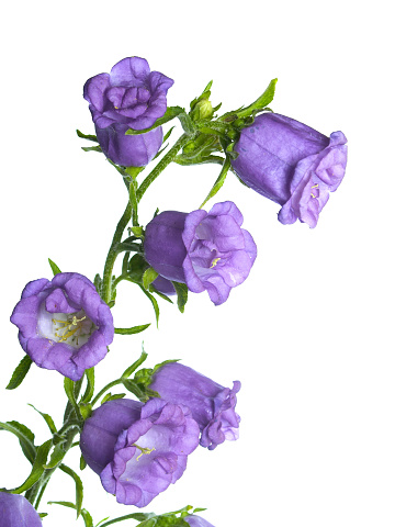 Lilac campanula on a white background